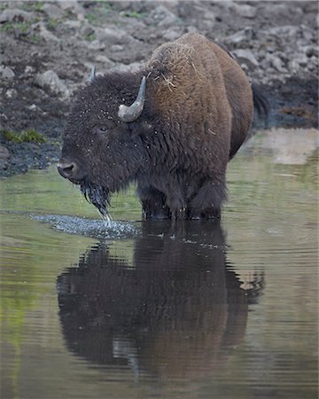 simsearch:841-06806329,k - Bison (Bison bison) drinking from a pond, Custer State Park, South Dakota, United States of America, North America Stockbilder - Lizenzpflichtiges, Bildnummer: 841-06806338