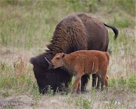 simsearch:841-05961410,k - Bison (Bison bison) calf playing with its mother, Custer State Park, South Dakota, United States of America, North America Stock Photo - Rights-Managed, Code: 841-06806330