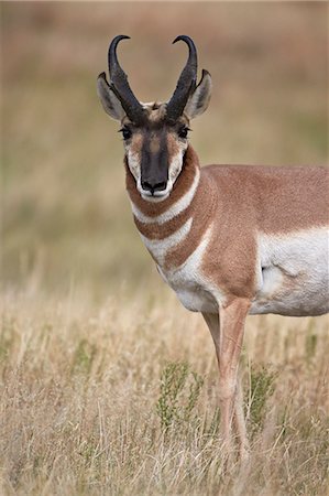 Pronghorn (Antilocapra americana) buck, Custer State Park, South Dakota, United States of America, North America Stockbilder - Lizenzpflichtiges, Bildnummer: 841-06806345