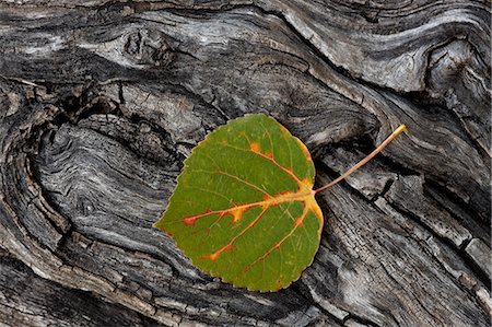 pattern leaf - Aspen leaf turning red, orange, and yellow, Uncompahgre National Forest, Colorado, United States of America, North America Stock Photo - Rights-Managed, Code: 841-06806366