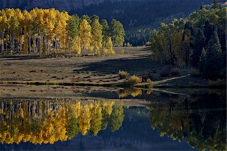 Yellow aspens among evergreens in the fall reflected in a lake, Uncompahgre National Forest, Colorado, United States of America, North America Stock Photo - Rights-Managed, Code: 841-06806360