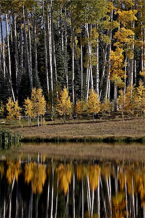Yellow aspens among evergreens in the fall reflected in a lake, Uncompahgre National Forest, Colorado, United States of America, North America Stock Photo - Rights-Managed, Code: 841-06806361