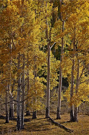 Yellow aspens in the fall, San Miguel County, San Juan Mountains, Colorado, United States of America, North America Stock Photo - Rights-Managed, Code: 841-06806362