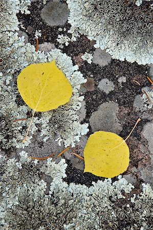 Yellow aspen leaves on a lichen-covered rock in the fall, Uncompahgre National Forest, Colorado, United States of America, North America Foto de stock - Con derechos protegidos, Código: 841-06806363