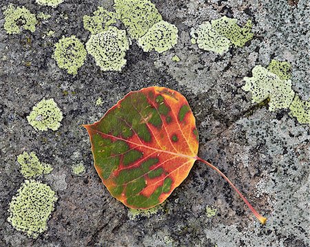 Aspen leaf turning red and orange on a lichen-covered rock, Uncompahgre National Forest, Colorado, United States of America, North America Foto de stock - Direito Controlado, Número: 841-06806373