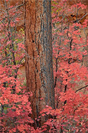 simsearch:841-05785149,k - Red leaves on a bigtooth maple (Acer grandidentatum) surround a Ponderosa pine trunk in the fall, Zion National Park, Utah, United States of America, North America Photographie de stock - Rights-Managed, Code: 841-06806386