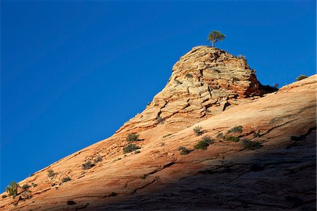 parque nacional zion - Lone Ponderosa pine atop a sandstone formation at first light, Zion National Park, Utah, United States of America, North America Foto de stock - Con derechos protegidos, Código: 841-06806387