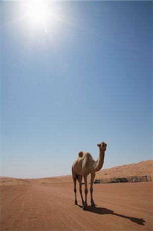 Camel in the desert, Wahiba, Oman, Middle East Photographie de stock - Rights-Managed, Code: 841-06806498