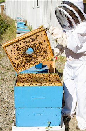 Bee keeping at Arlo's Honey Farm, Kelowna, British Columbia, Canada, North America Photographie de stock - Rights-Managed, Code: 841-06806677