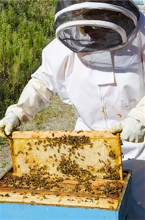 Bee keeping at Arlo's Honey Farm, Kelowna, British Columbia, Canada, North America Photographie de stock - Rights-Managed, Code: 841-06806678
