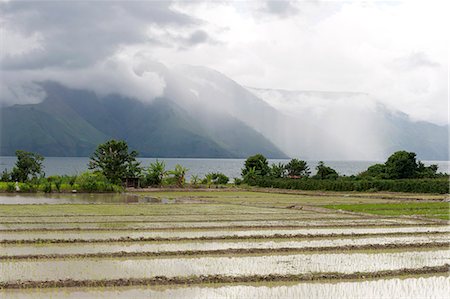 Rice paddy fields, with heavy monsoon clouds gathering over volcanic crater hills across Lake Toba from Samosir Island, Sumatra, Indonesia, Southeast Asia, Asia Foto de stock - Con derechos protegidos, Código: 841-06806954