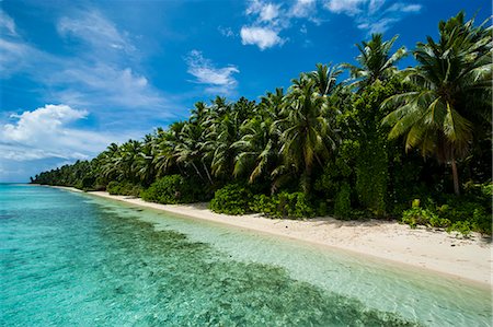 pacific palm trees - Paradise white sand beach and turquoise water on Ant Atoll, Pohnpei, Micronesia, Pacific Stock Photo - Rights-Managed, Code: 841-06807156