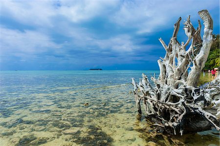 Dead tree at Micro beach in Garapan, Saipan, Northern Marianas, Central Pacific, Pacific Photographie de stock - Rights-Managed, Code: 841-06807177