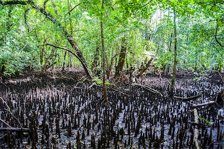 republic of palau - Mangrove roots on Carp island, Rock islands, Palau, Central Pacific, Pacific Photographie de stock - Rights-Managed, Code: 841-06807202