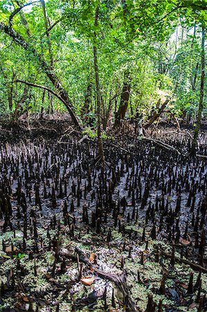 republic of palau - Mangrove roots on Carp island, Rock islands, Palau, Central Pacific, Pacific Stock Photo - Rights-Managed, Code: 841-06807203
