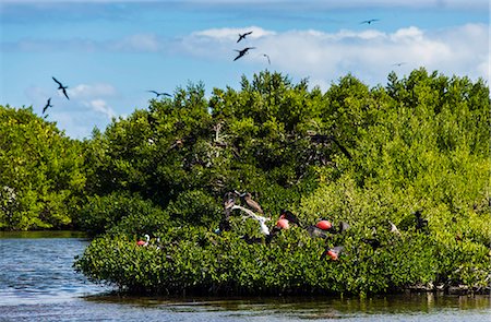 Frigate bird colony in the Codrington lagoon, Barbuda, Antigua and Barbuda, West Indies, Caribbean, Central America Foto de stock - Con derechos protegidos, Código: 841-06807264