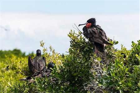 frégate - Frigate bird colony in the Codrington lagoon, Barbuda, Antigua and Barbuda, West Indies, Caribbean, Central America Photographie de stock - Rights-Managed, Code: 841-06807265