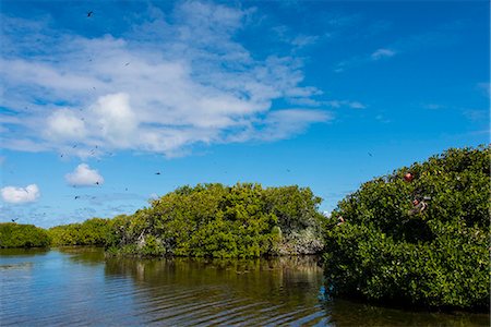 Frigate bird colony in the Codrington lagoon, Barbuda, Antigua and Barbuda, West Indies, Caribbean, Central America Foto de stock - Direito Controlado, Número: 841-06807263