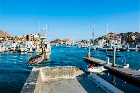 pelícano - The harbour of Los Cabos, Baja California, Mexico, North America Foto de stock - Con derechos protegidos, Código: 841-06807310