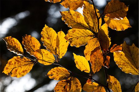 Beech leaves with autumn colours in the Cansiglio forest, Belluno, Veneto, Italy, Europe Foto de stock - Con derechos protegidos, Código: 841-06807359