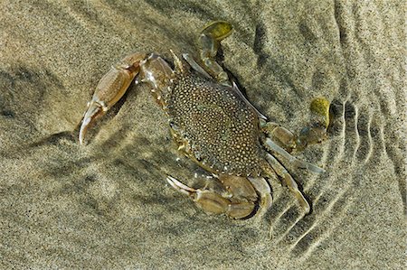 Superbly camouflaged crab on Playa Guiones beach, Nosara, Nicoya Peninsula, Guanacaste Province, Costa Rica, Central America Stock Photo - Rights-Managed, Code: 841-06807449