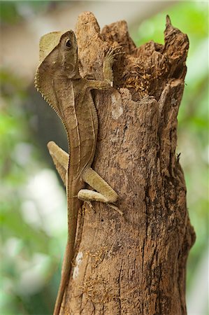 simsearch:841-06808086,k - Helmeted Iguana or Forest Chameleon (Corytophanes cristatus), Arenal, Alajuela Province, Costa Rica, Central America Stock Photo - Rights-Managed, Code: 841-06807440