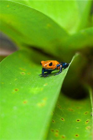 frog - Poison Dart Frog, named due it excreting a poison that paralyses - used on native arrows; Arenal, Alajuela Province, Costa Rica Stock Photo - Rights-Managed, Code: 841-06807442