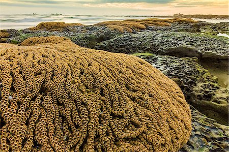 Intertidal sand reef made by the sandcastle worm, Playa Guiones beach, Nosara, Nicoya Peninsula, Guanacaste Province, Costa Rica, Central America Foto de stock - Con derechos protegidos, Código: 841-06807459