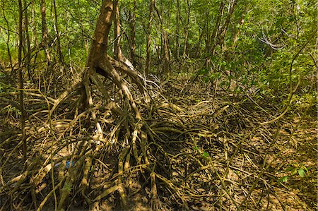 Mangrove forest in the Biological Reserve near the Nosara River mouth; Nosara, Nicoya Peninsula, Guanacaste Province, Costa Rica, Central America Stockbilder - Lizenzpflichtiges, Bildnummer: 841-06807464