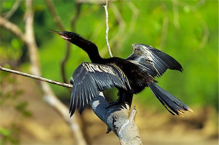 simsearch:841-03674426,k - Male Anhinga (aka Snakebird) a swimming bird of the Darter family, on the Nosara River, Nosara, Guanacaste Province, Costa Rica, Central America Photographie de stock - Rights-Managed, Code: 841-06807466