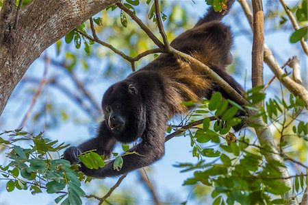 simsearch:841-06805458,k - A Mantled Howler Monkey (Alouatta palliata), known for it's call, eating leaves in tree; Nosara, Guanacaste Province, Costa Rica, Central America Foto de stock - Con derechos protegidos, Código: 841-06807469