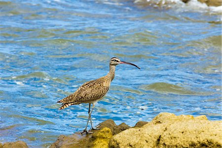 simsearch:841-08438608,k - Long-billed Curlew (Numenius americanus) on Playa Guiones beach at Nosara, Nicoya Peninsula, Guanacaste Province, Costa Rica, Central America Foto de stock - Con derechos protegidos, Código: 841-06807461