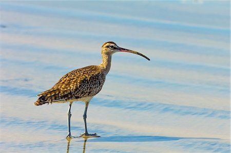 simsearch:841-08438608,k - Long-billed Curlew (numenius americanus) on Playa Guiones beach at Nosara, Nicoya Peninsula, Guanacaste Province, Costa Rica, Central America Foto de stock - Con derechos protegidos, Código: 841-06807475