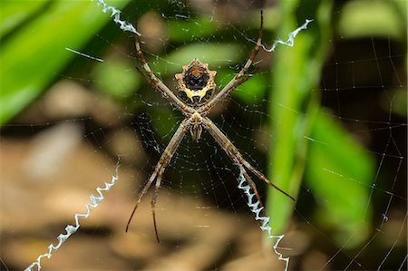 simsearch:841-06808086,k - Yellow & black garden spider (Argiope Aurentia) with normal zigzag stabilimentia on web; Nosara, Guanacaste Province, Costa Rica, Central America Stock Photo - Rights-Managed, Code: 841-06807470