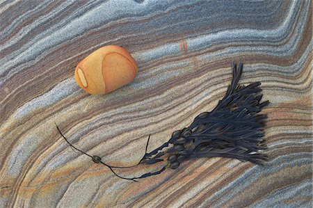 pattern background - Bladder wrack (Fucus vesiculosus) and sandstone patterns, Northumberland, England, United Kingdom, Europe Stock Photo - Rights-Managed, Code: 841-06807518