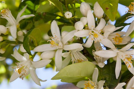 Orange blossom, Seville, Andalucia, Spain, Europe Photographie de stock - Rights-Managed, Code: 841-06807743