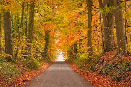 photographs of country roads - Autumn colours in the beech trees on the road to Turkdean in the Cotwolds, Gloucestershire, England, United Kingdom, Europe Stock Photo - Rights-Managed, Code: 841-06807789