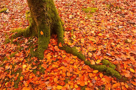 Autumn leaves in Charles Wood, Dartmoor National Park, Devon, England, United Kingdom, Europe Stock Photo - Rights-Managed, Code: 841-06807780