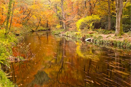 devon, england - Autumn colours around the River Teign and Hannicombe Wood near to Fingle Bridge, Dartmoor National Park, Devon, England, United Kingdom, Europe Foto de stock - Con derechos protegidos, Código: 841-06807781