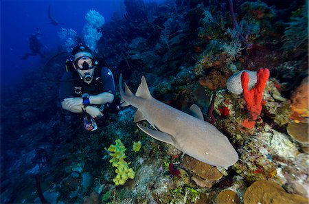 scuba shark - Close encounters with Nurse shark on G Spot Reef, Turks and Caicos, West Indies, Caribbean, Central America Stock Photo - Rights-Managed, Code: 841-06807986