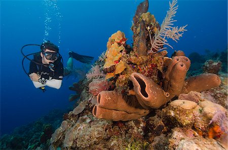 plongeur (homme) - Diver enjoys the stunning reefs of the Turks and Caicos, West Indies, Caribbean, Central America Photographie de stock - Rights-Managed, Code: 841-06807997