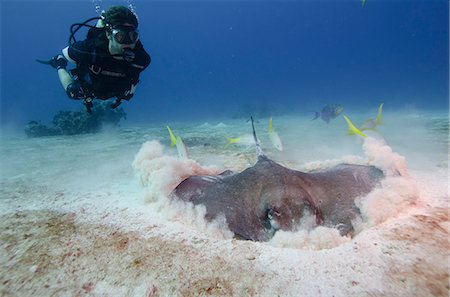 scuba divers - Stingray hunting for fish in the the Turks and Caicos, West Indies, Caribbean, Central America Photographie de stock - Rights-Managed, Code: 841-06807998