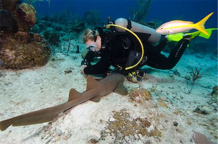 Nurse shark resting near a diver in the Turks and Caicos, West Indies, Caribbean, Central America Stock Photo - Rights-Managed, Code: 841-06807993