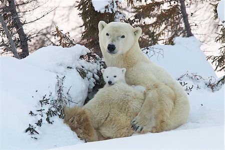 polar bear cubs in snow - Polar bear (Ursus maritimus) and cubs, Wapusk National Park, Churchill, Hudson Bay, Manitoba, Canada, North America Foto de stock - Con derechos protegidos, Código: 841-06808007