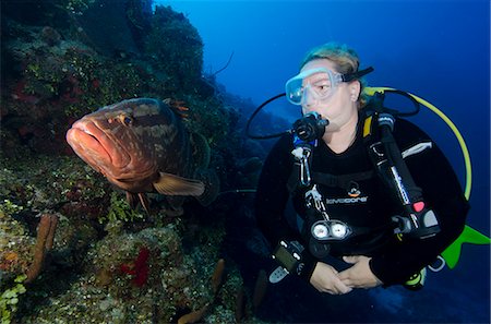 Diver meeting local grouper in the Turks and Caicos, West Indies, Caribbean, Central America Stock Photo - Rights-Managed, Code: 841-06808000