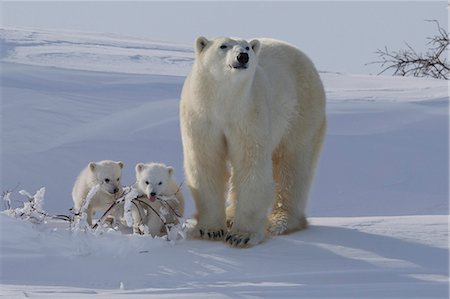 Polar bear (Ursus maritimus) and cubs, Wapusk National Park, Churchill, Hudson Bay, Manitoba, Canada, North America Stockbilder - Lizenzpflichtiges, Bildnummer: 841-06808018