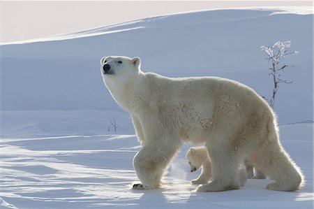 Polar bear (Ursus maritimus) and cubs, Wapusk National Park, Churchill, Hudson Bay, Manitoba, Canada, North America Foto de stock - Con derechos protegidos, Código: 841-06808019