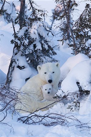 polar bear cubs in snow - Polar bear (Ursus maritimus) and cubs, Wapusk National Park, Churchill, Hudson Bay, Manitoba, Canada, North America Foto de stock - Con derechos protegidos, Código: 841-06808010