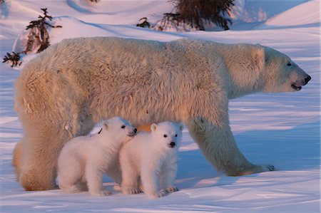 Polar bear (Ursus maritimus) and cubs, Wapusk National Park, Churchill, Hudson Bay, Manitoba, Canada, North America Stockbilder - Lizenzpflichtiges, Bildnummer: 841-06808027