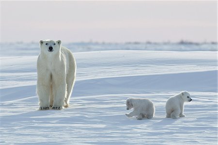 Polar bear (Ursus maritimus) and cubs, Wapusk National Park, Churchill, Hudson Bay, Manitoba, Canada, North America Stockbilder - Lizenzpflichtiges, Bildnummer: 841-06808028